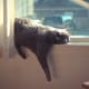 A windowsill is a good place to nap when you're a cat.