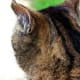 This cat's body language says it all.