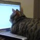 Single Tabby Tom, recently altered, Still enjoys to sing out loud. Seeks lovely lady friend for mutual grooming, affection and quiet evenings in. Looks unimportant.