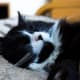 Every sleeping cat is an angel.