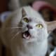 Humans are so strange! Why do you get in the shower to bathe when you have a tongue that works just fine? Makes no sense!