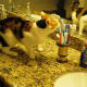 You won't mind if we share a toothbrush, do you?