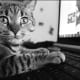 Excuse me, but this is a private chat ...