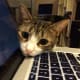 Kitty says you need a time out from the internet. Please?