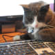 Computer geek cat