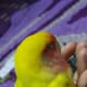 my-lovebird-lost-his-mate
