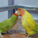 my-lovebird-lost-his-mate