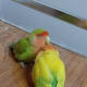 Lovebird Mumu preening his mate, Juju.