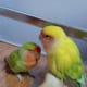 my-lovebird-lost-his-mate