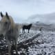 how-becoming-a-horse-wrangler-helped-my-horsemanship
