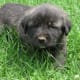 anatolian-shepherdgreat-pyrenees-cross-make-great-livestock-guard-dogs