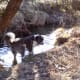 anatolian-shepherdgreat-pyrenees-cross-make-great-livestock-guard-dogs