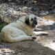 anatolian-shepherdgreat-pyrenees-cross-make-great-livestock-guard-dogs