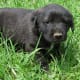 anatolian-shepherdgreat-pyrenees-cross-make-great-livestock-guard-dogs