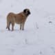 anatolian-shepherdgreat-pyrenees-cross-make-great-livestock-guard-dogs
