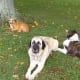 A much older Pongo, Hannah and Oreo