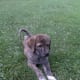 anatolian-shepherdgreat-pyrenees-cross-make-great-livestock-guard-dogs