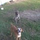 Pongo and young Boaz