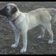 anatolian-shepherdgreat-pyrenees-cross-make-great-livestock-guard-dogs