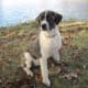 anatolian-shepherdgreat-pyrenees-cross-make-great-livestock-guard-dogs