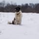 anatolian-shepherdgreat-pyrenees-cross-make-great-livestock-guard-dogs