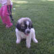 Abby