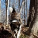 anatolian-shepherdgreat-pyrenees-cross-make-great-livestock-guard-dogs