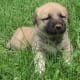 anatolian-shepherdgreat-pyrenees-cross-make-great-livestock-guard-dogs