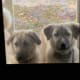 Double Trouble!