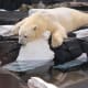 This polar bear is one bored Sea World employee.