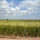 The green, sweet fields of wheat.