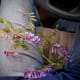 Common vetch, found in a ditch along the way. The real reason I like this work.