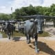Iconic Texas longhorn cattle.