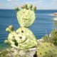 Friendly cactus