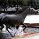 Mustangs of Las Colinas