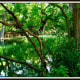 Cypress Creek at Wimberley