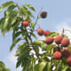 lychees in the treetops