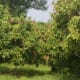 lychee trees