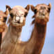 "Aww, yeah. Here comes a hump o' trouble."