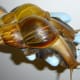 African giant snail