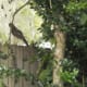 I enjoy birds calling my backyard home.