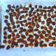 Dry and ready for salads and casseroles. They will be good for a year or more this way.