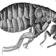 The famous flea described in the book "Micrographia" by R. Hooke.