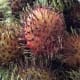 Rambutan