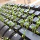 Plant some alfalfa in a keyboard while a coworker is on vacation.