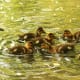 "Where's your father when you need him?" Mama duck looks after her ducklings.