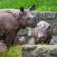 "Words can't hurt you. You've got a tough hide, young man." A mother rhinoceros offers her baby words of encouragement.