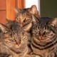 The gathering of the gossip girls. Mama Cat sticks close to her two dashing daughters.