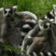 Staring contest with the lemurs. They're winning so far.