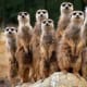 "Yes, we're related. How'd you guess?" A group of meerkats is called a "gang," "clan," or "mob." Meerkats live in underground burrows in the deserts of Botswana, Namibia,southwestern Angola, and South Africa.